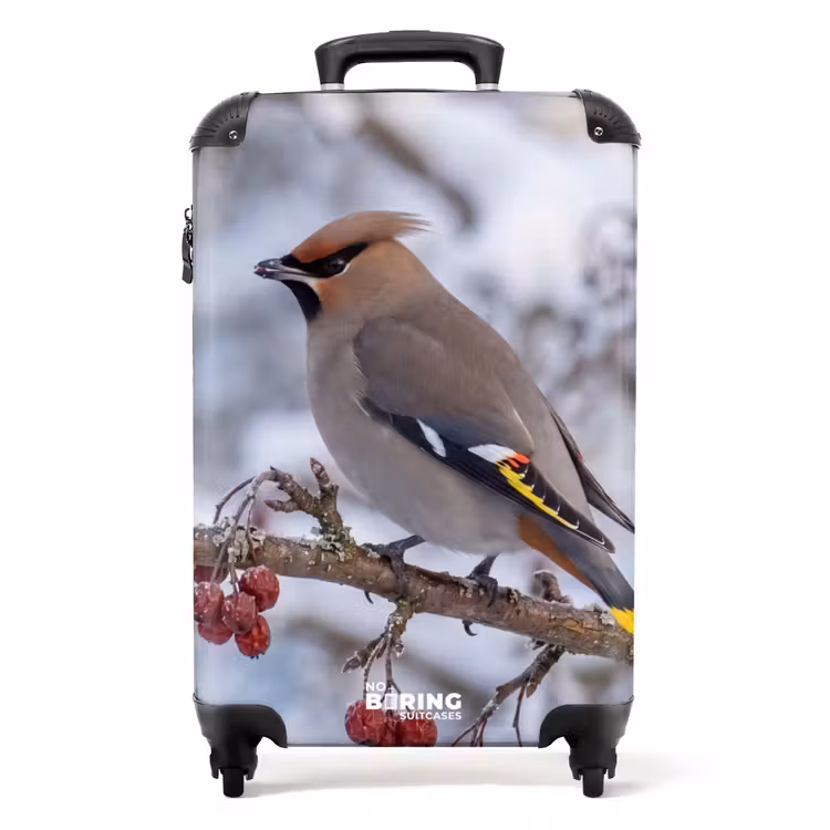 Suitcase - Eurasian Jay - Berries - Winter - Nature — 1