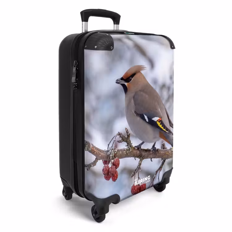 Suitcase - Eurasian Jay - Berries - Winter - Nature — 2