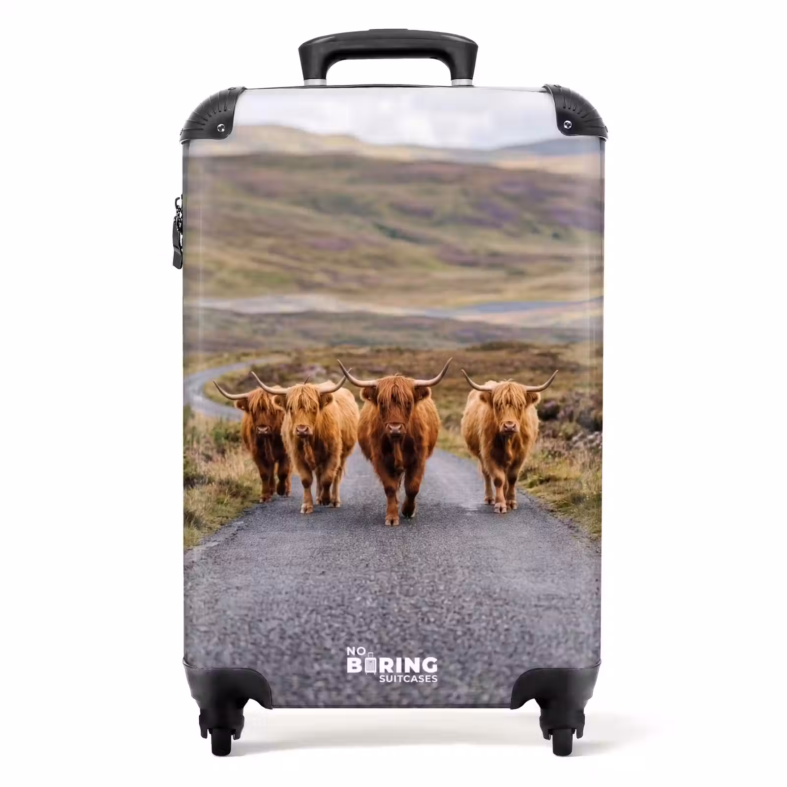 Suitcase - Scottish Highland Cattle - Road - Landscape - Herd — 1