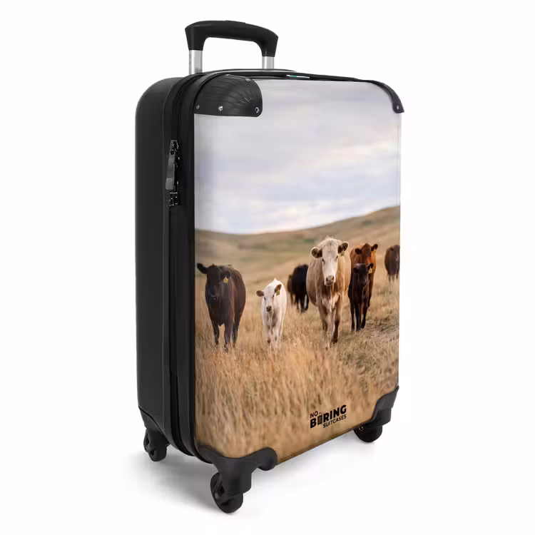 Suitcase - Cattle - Herd - Landscape - Pasture - Peaceful — 2