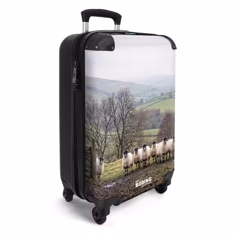 Suitcase - Sheep - Row - Pasture - Animals - Countryside — 2