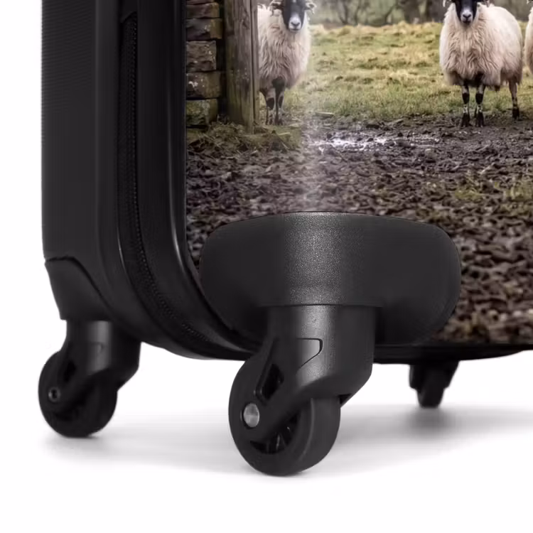 Suitcase - Sheep - Row - Pasture - Animals - Countryside — 7